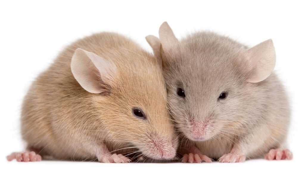 चूहे की कहानी-क्यों काटते है हर चीज़ को