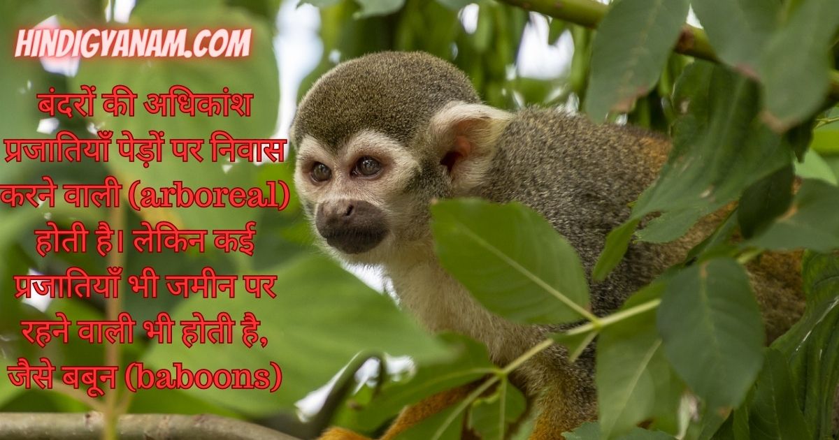 Facts about Monkey in Hindi